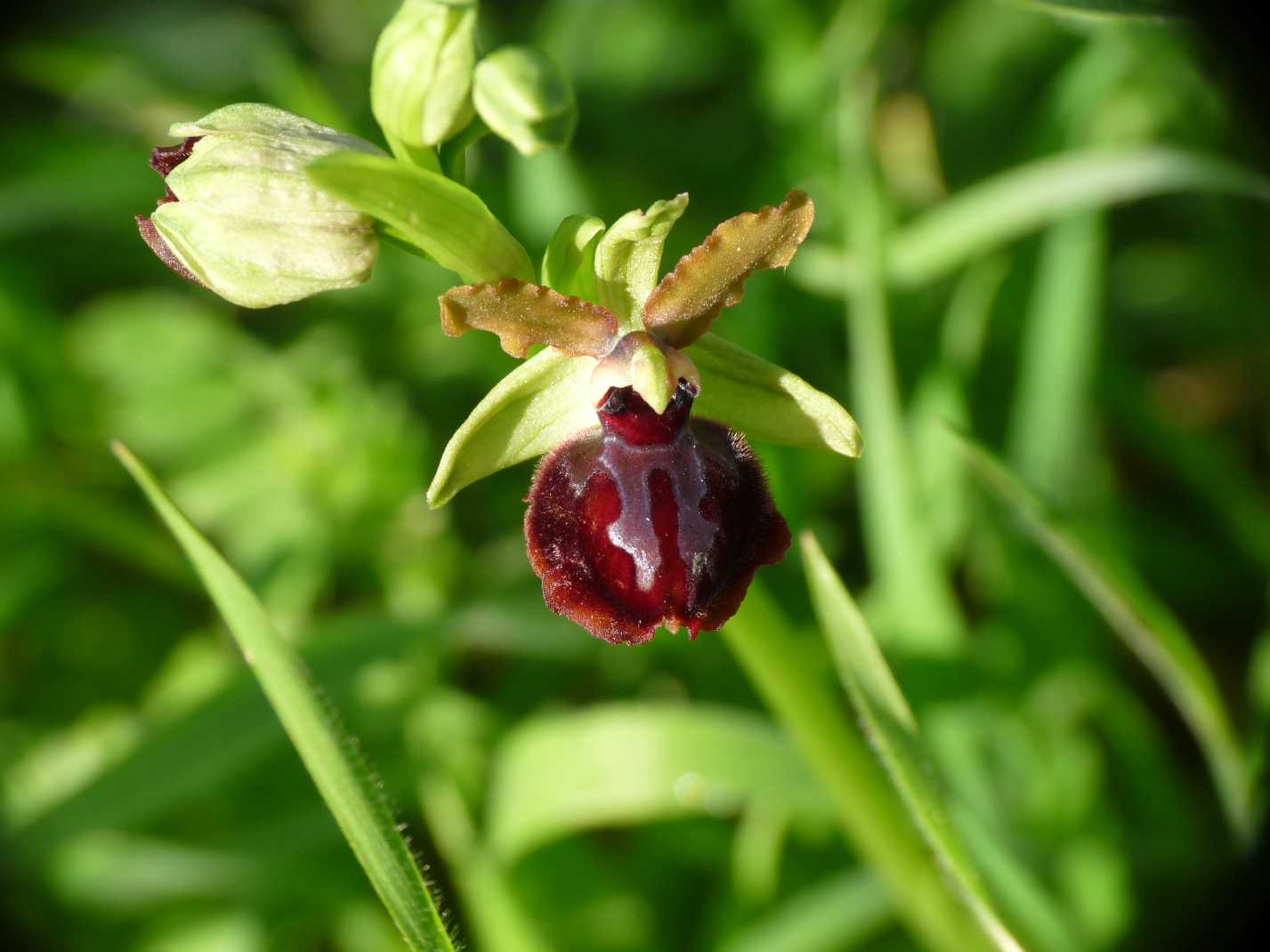 Ophrys di Ostia